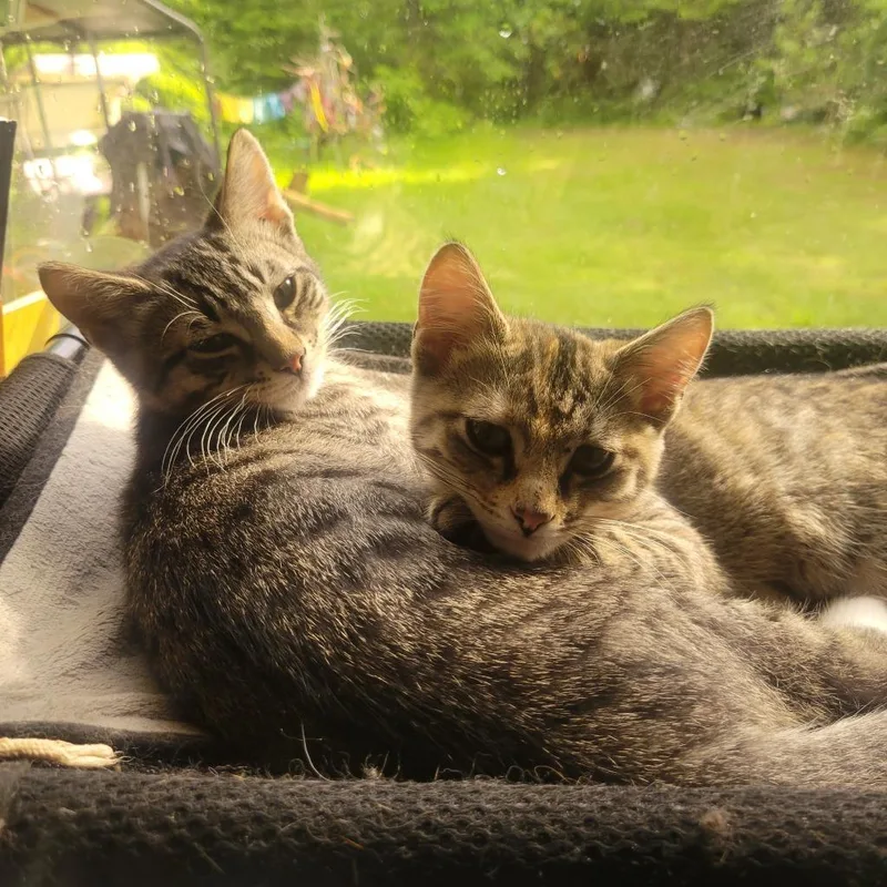 A baby medium-sized female Domestic Short Hair cat named Terra  Jupiter for adoption in Shelton, WA