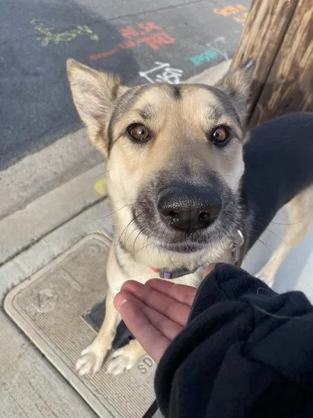 An adult large-sized male German Shepherd Dog dog named Egypt for adoption in San Diego, CA