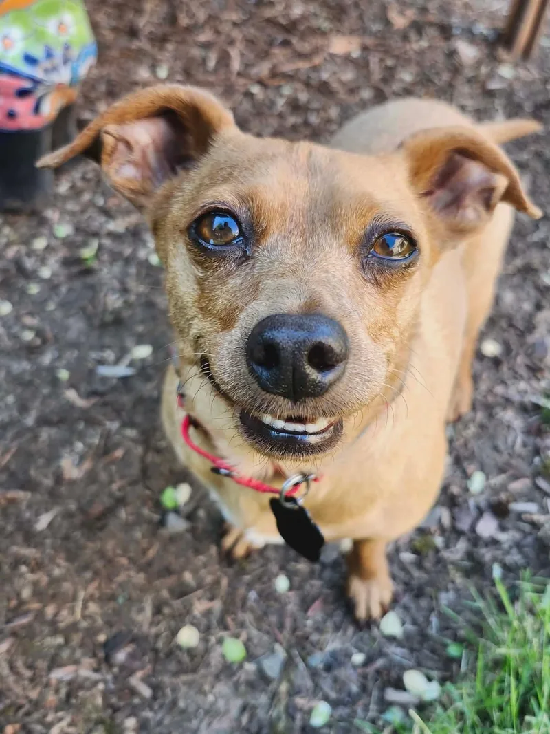 Yoda