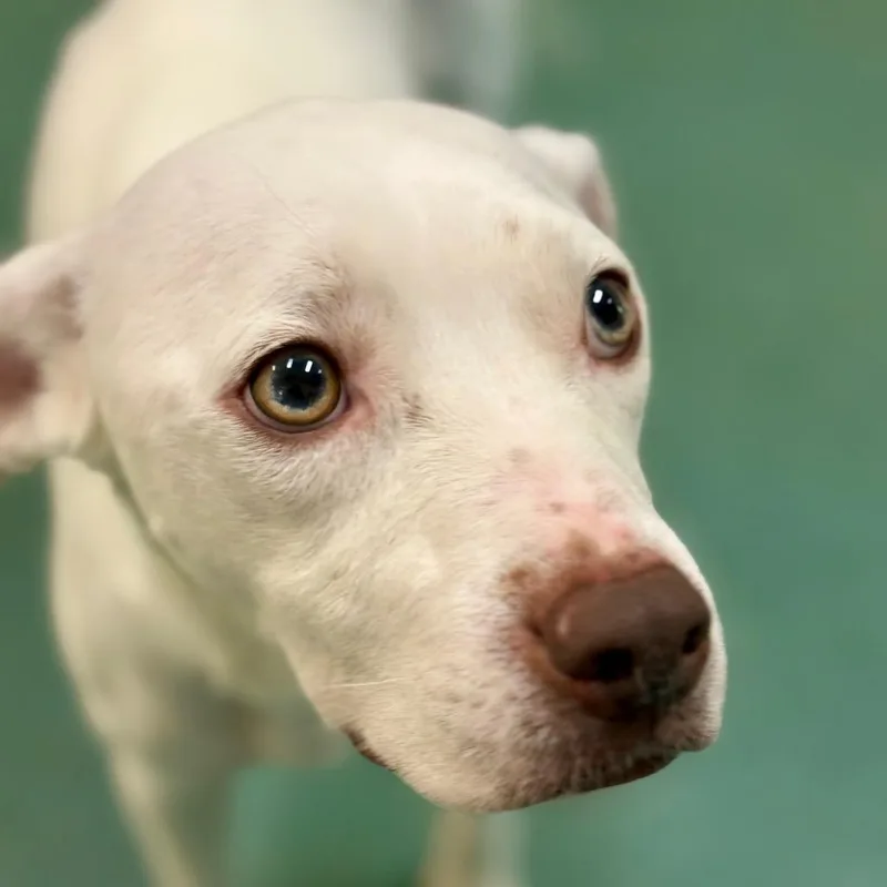 An adult medium-sized female White / Cream American Bulldog dog named Mama Moo for adoption in New Fairfield, CT