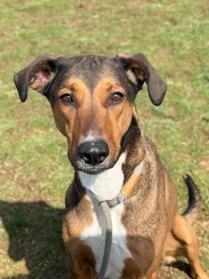 An adult medium-sized female Mixed Breed dog named Gemma for adoption in Fallston, MD