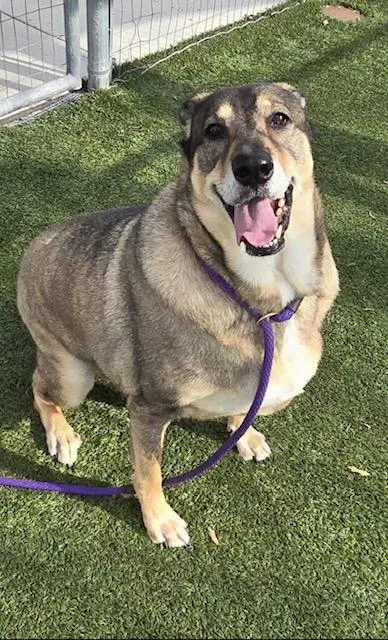 An adult large-sized male German Shepherd Dog dog named Gohan for adoption in Sumter, SC