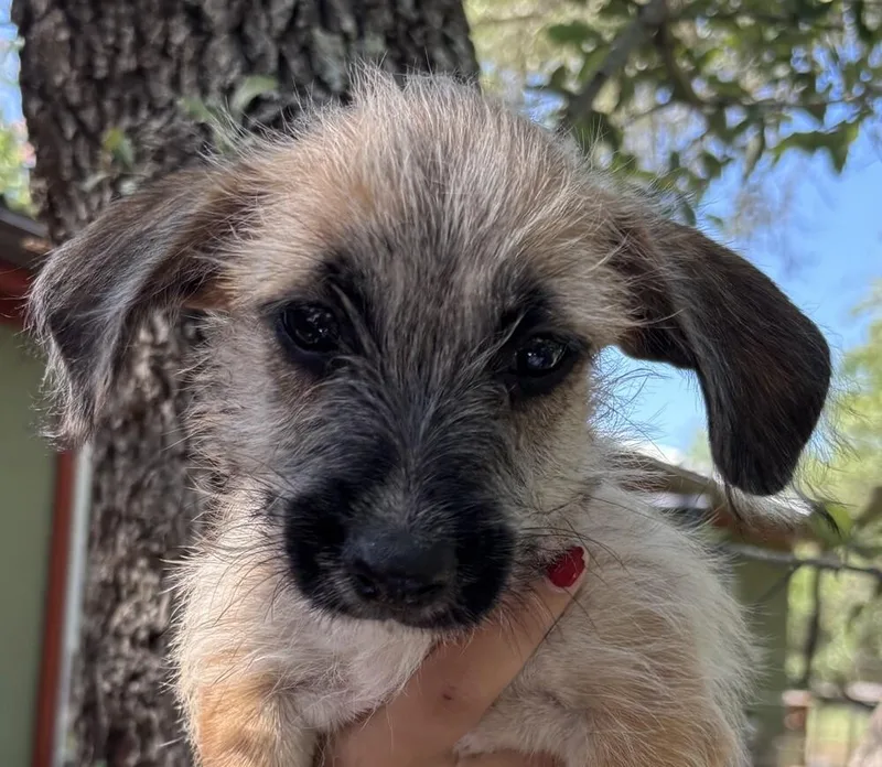 A baby small-sized male Norwich Terrier dog named Disney Hercules for adoption in New Braunfels, TX