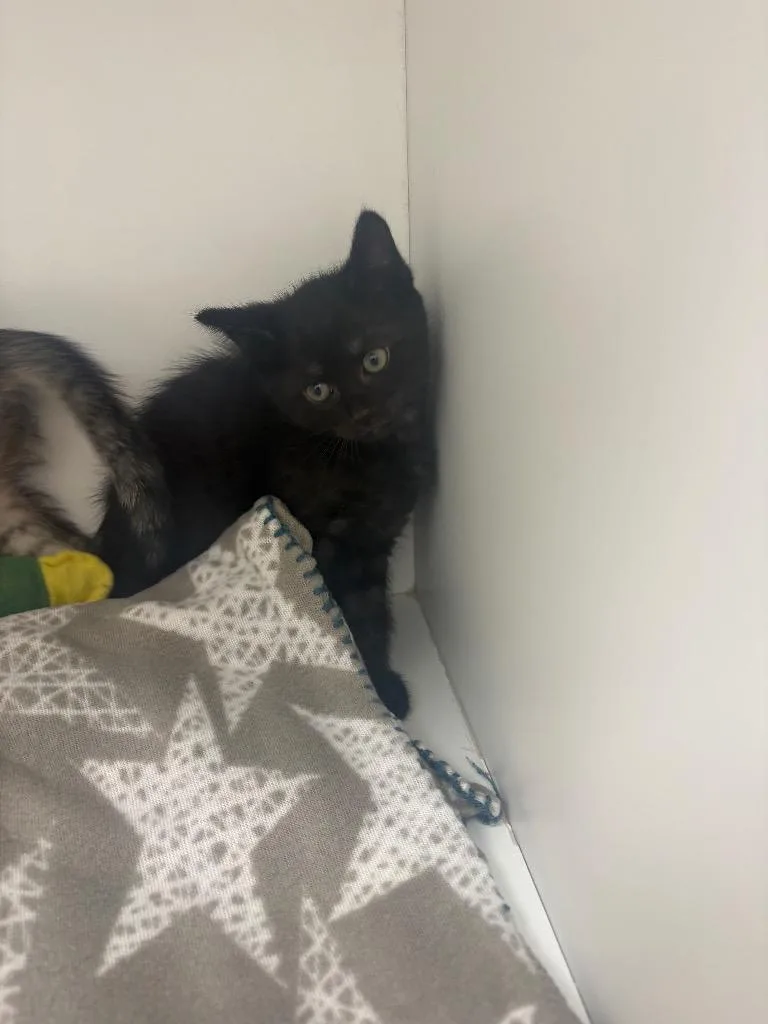 A baby small-sized male Domestic Short Hair cat named Nicky for adoption in Hartsville, SC