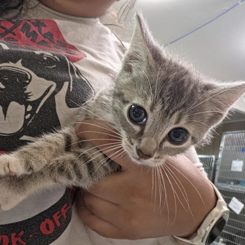 A baby small-sized female Gray / Blue / Silver Domestic Short Hair cat named Road for adoption in Leander, TX