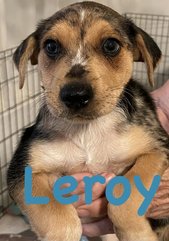 A young medium-sized male Tricolor (Brown, Black, & White) Chihuahua dog named Lacey   Leroy for adoption in Bonita, CA
