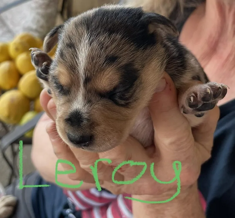 Lacey   Leroy thumbnail 2