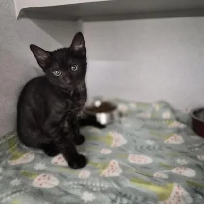 A baby small-sized male Domestic Short Hair cat named Saskia for adoption in Sacramento, CA