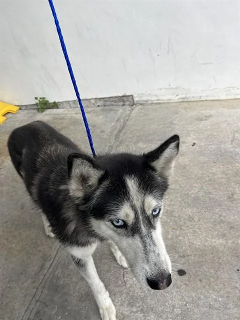 A young medium-sized female Siberian Husky dog named Frosty for adoption in Miami, FL