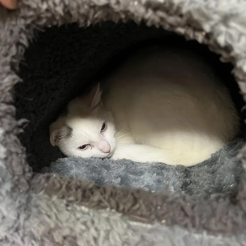 An adult medium-sized female White Domestic Short Hair cat named "Crumpet" for adoption in Perkiomenville, PA