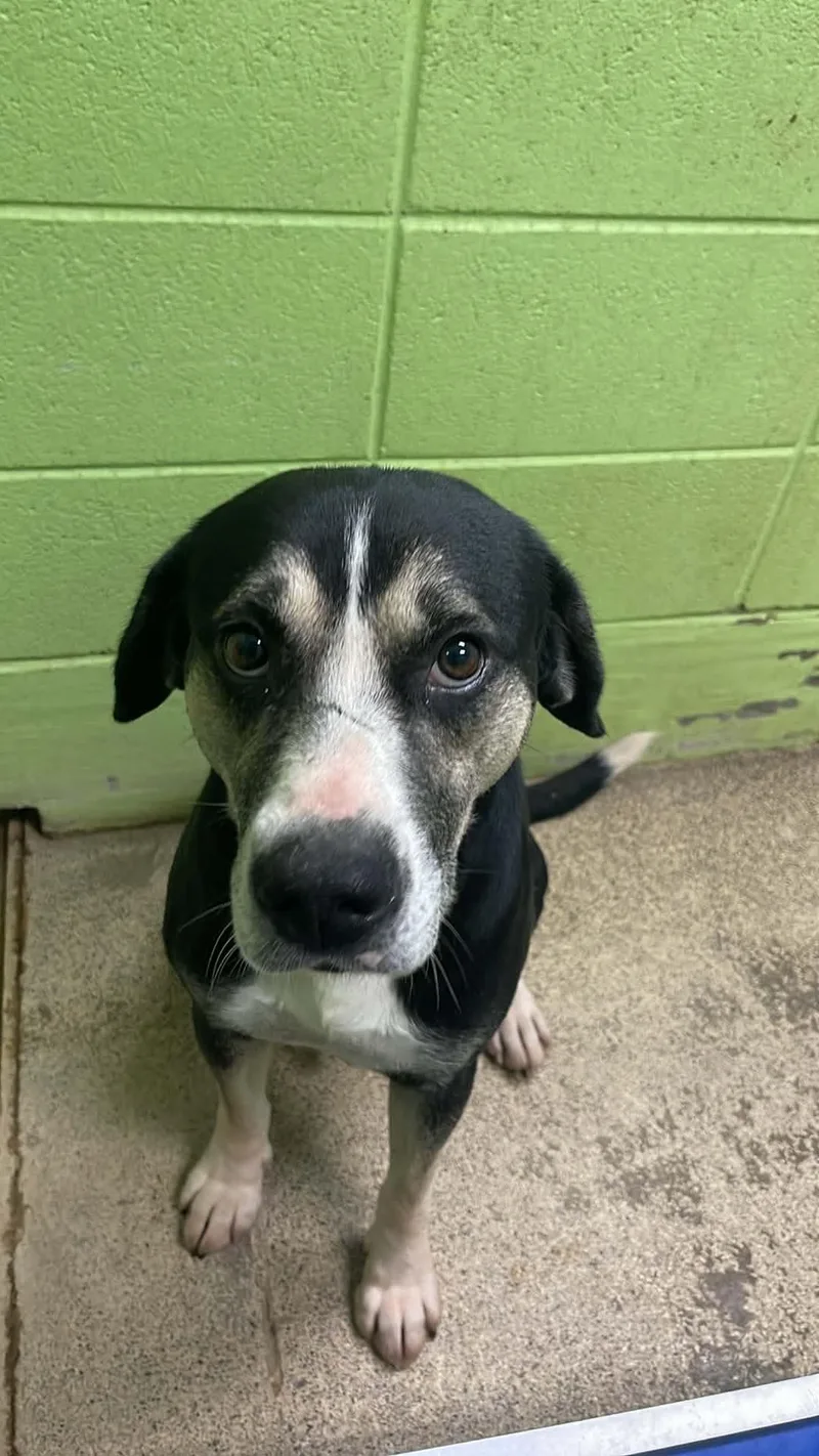 An adult medium-sized male Tricolor (Brown, Black, & White) German Shepherd Dog dog named Cocoa for adoption in Fort Payne, AL