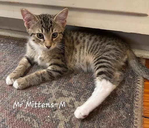 A baby small-sized male Domestic Short Hair cat named Mr Mittens for adoption in Lunenburg, MA