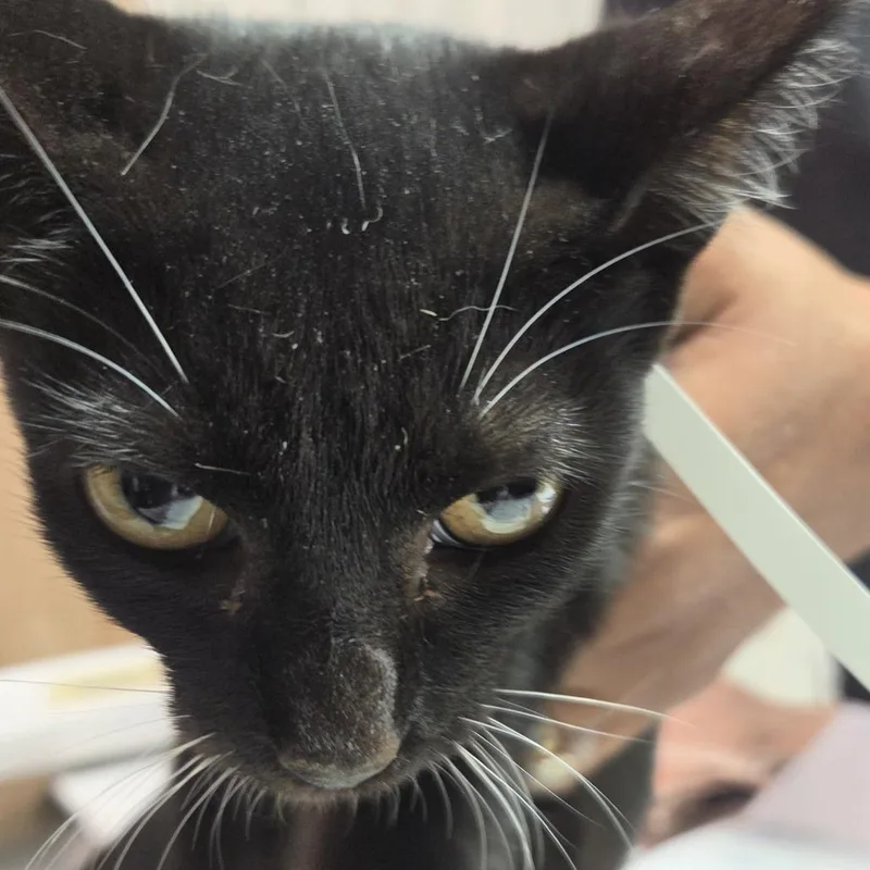 A baby small-sized male Black Domestic Short Hair cat named Zane for adoption in Leander, TX