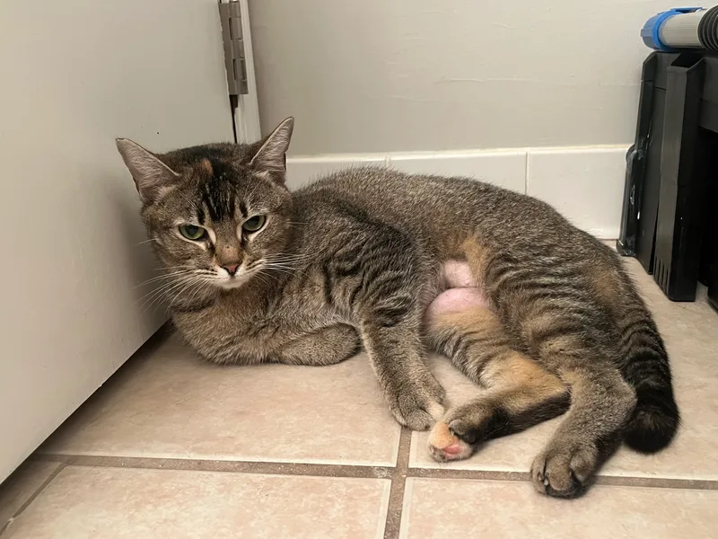 Buttercup thumbnail 2