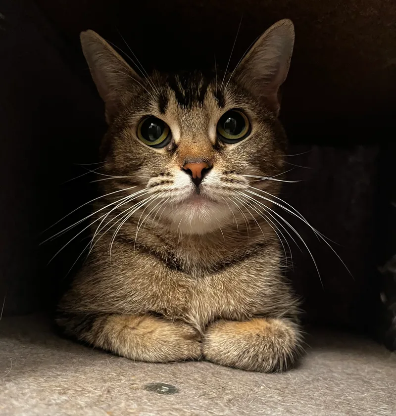 Buttercup thumbnail 3