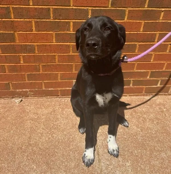 A young medium-sized female Labrador Retriever dog named Hurley for adoption in Stillwater, OK