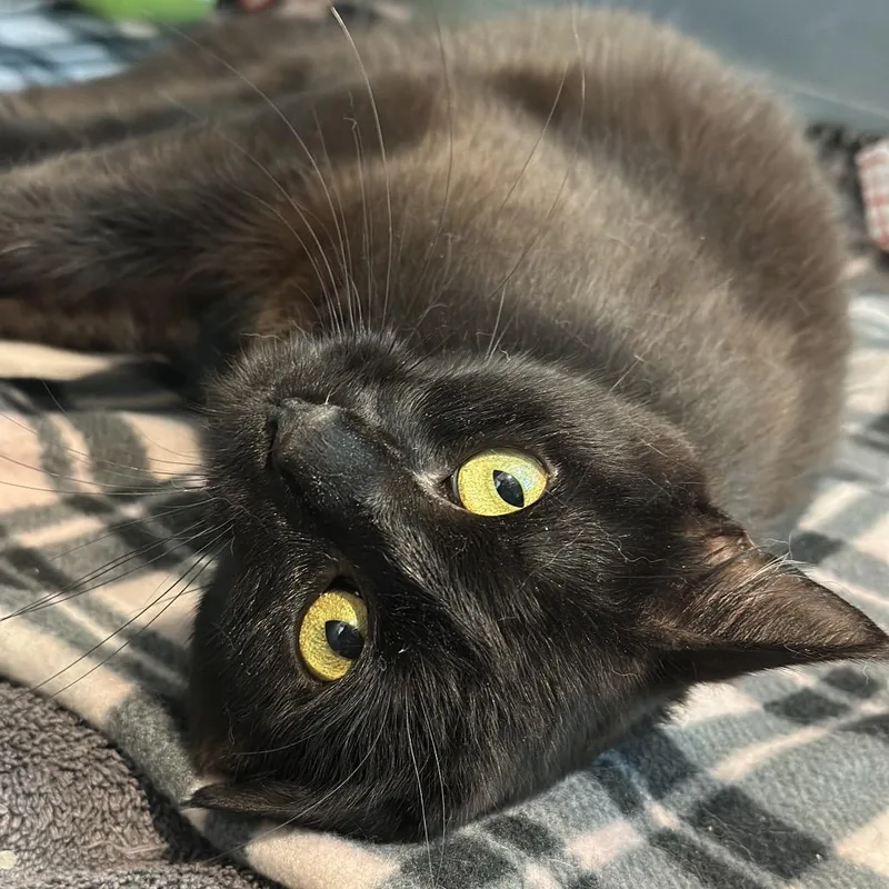 An adult medium-sized female Black Domestic Short Hair cat named Oprah for adoption in Matteson, IL