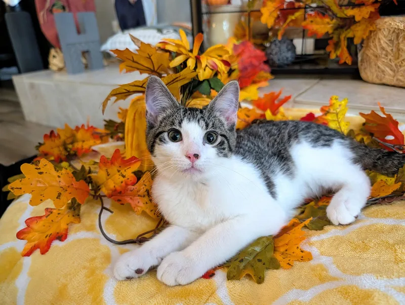 A baby medium-sized male Domestic Short Hair cat named Hank for adoption in Lacon, IL