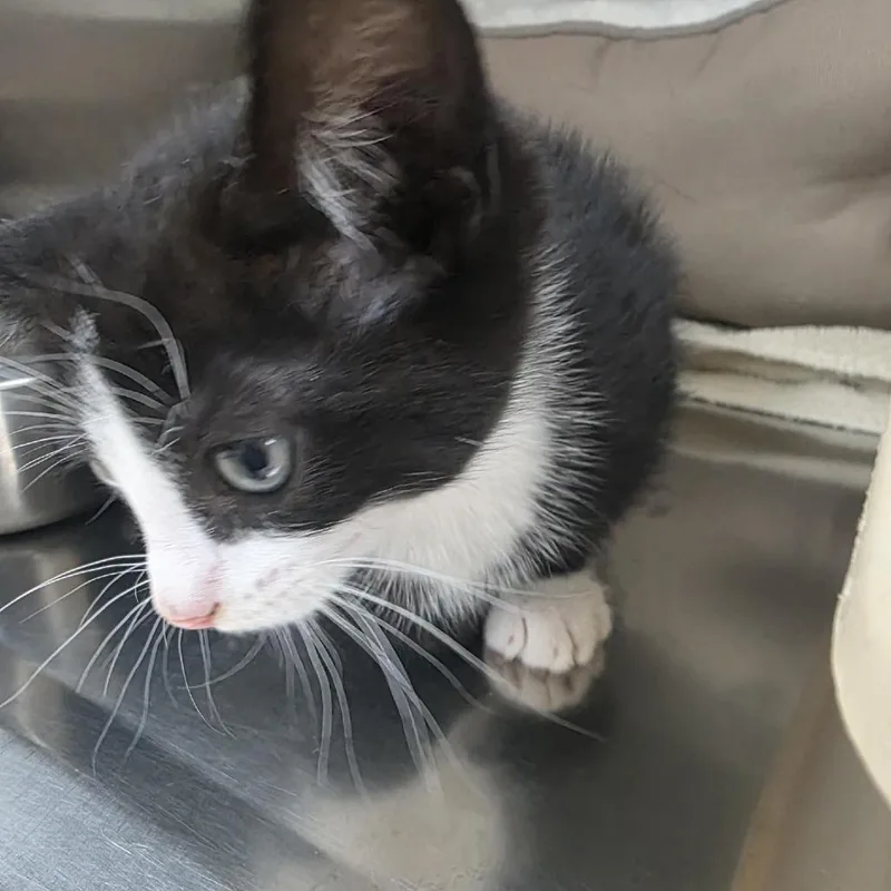A baby small-sized male Black Domestic Short Hair cat named Alejandro for adoption in Greensboro, NC