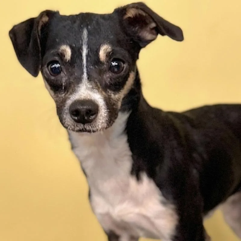 A young small-sized male Chihuahua dog named Dimaggio for adoption in Boca Raton, FL