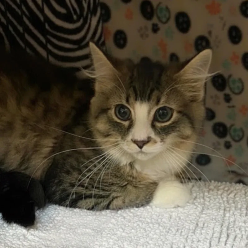 A baby medium-sized male Domestic Short Hair cat named Ronnie for adoption in Blasdell, NY