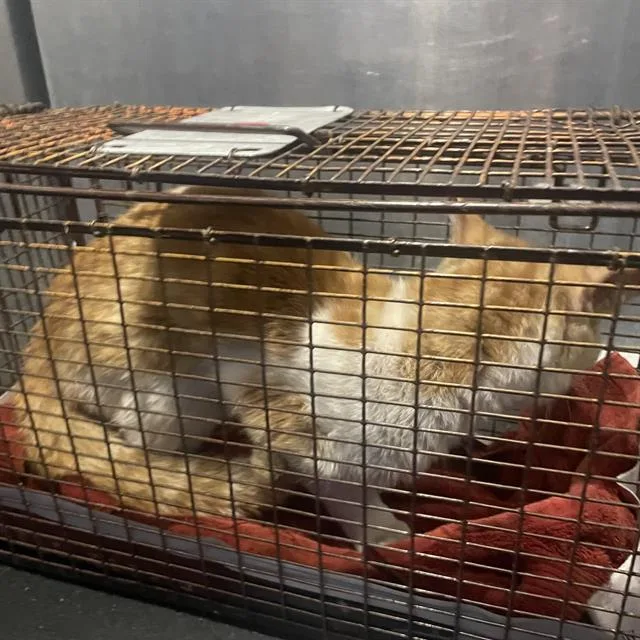 An adult small-sized male Domestic Short Hair cat named Dreamcicle for adoption in San Antonio, TX