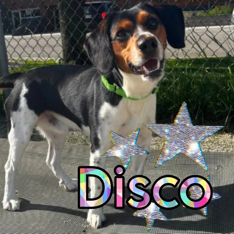 A young medium-sized male Beagle dog named Disco for adoption in Minooka, IL