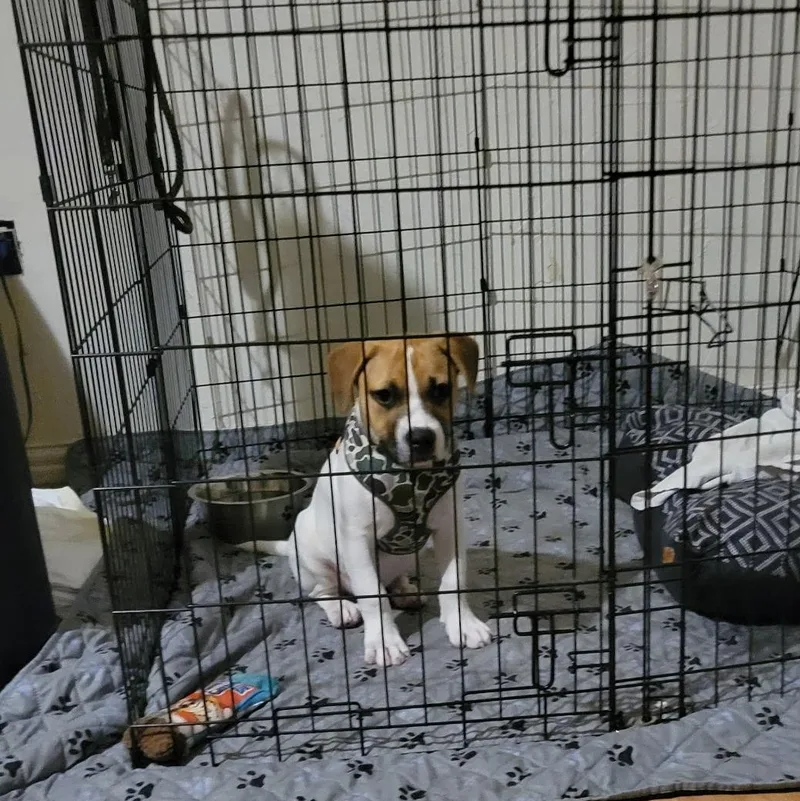 Milo