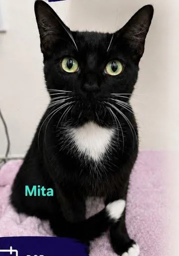 A young medium-sized female Domestic Short Hair cat named Mita for adoption in Metairie, LA