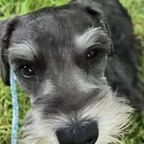 Penelope
