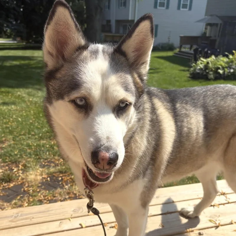 An adult large-sized female Gray / Blue / Silver Siberian Husky dog named Suey for adoption in Cedarburg, WI