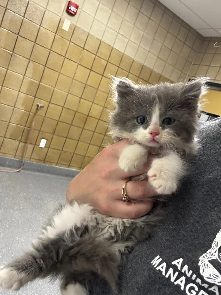 A baby small-sized female Domestic Long Hair cat named Sprinkle for adoption in Greenfield, IN