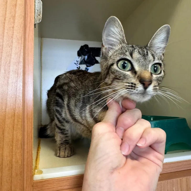 A young medium-sized female Gray / Blue / Silver Domestic Short Hair cat named Charlie for adoption in Lake Jackson, TX