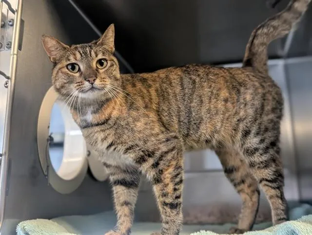 An adult small-sized female Domestic Short Hair cat named Luna for adoption in Camarillo, CA