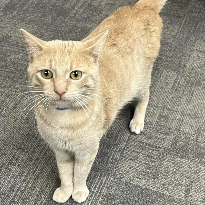 An adult large-sized male Buff / Tan / Fawn Domestic Short Hair cat named Georgie for adoption in Hamburg, NY