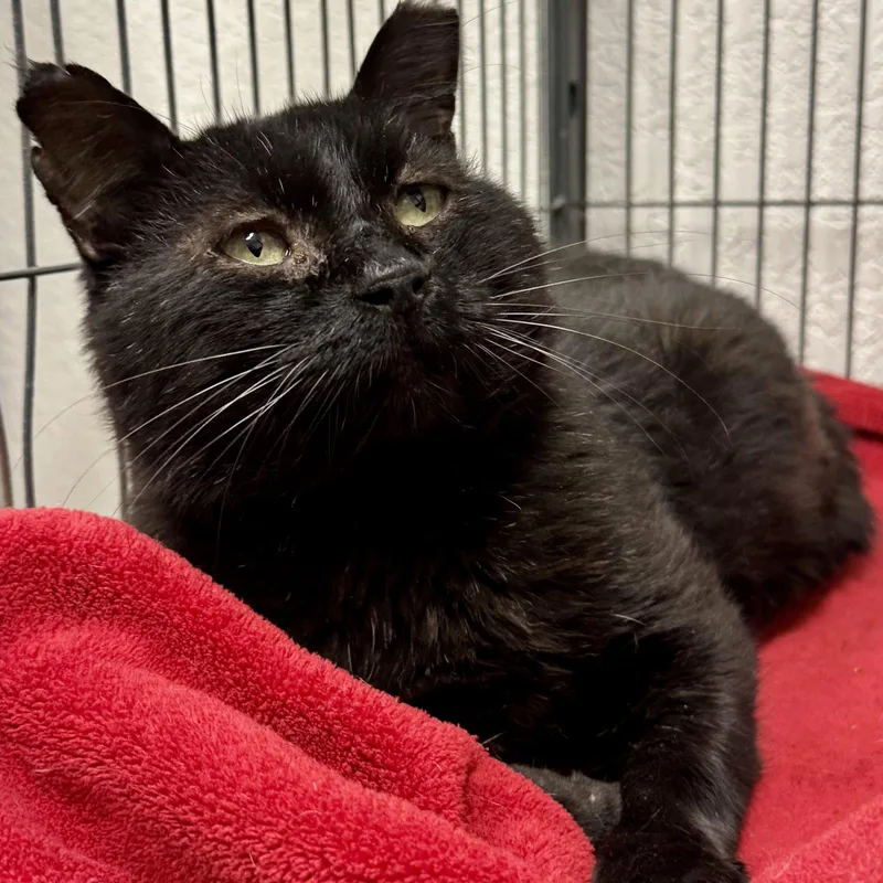 An adult medium-sized male Black Domestic Short Hair cat named Blackie for adoption in Winchendon, MA