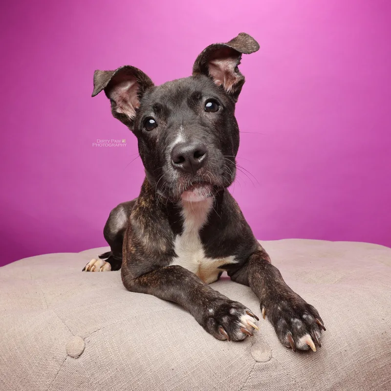 A baby medium-sized male Brindle Pit Bull Terrier dog named Duke for adoption in Alexandria, VA