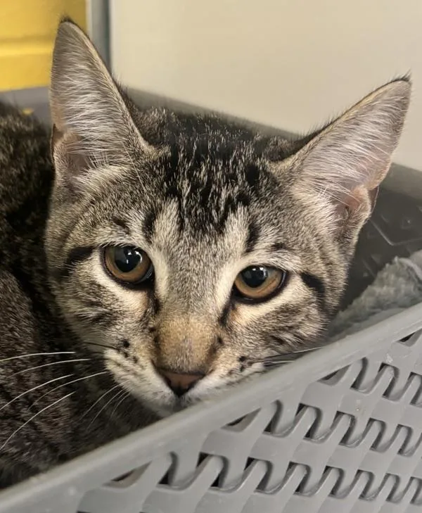 A baby small-sized female Domestic Short Hair cat named Mindy for adoption in Golden, CO