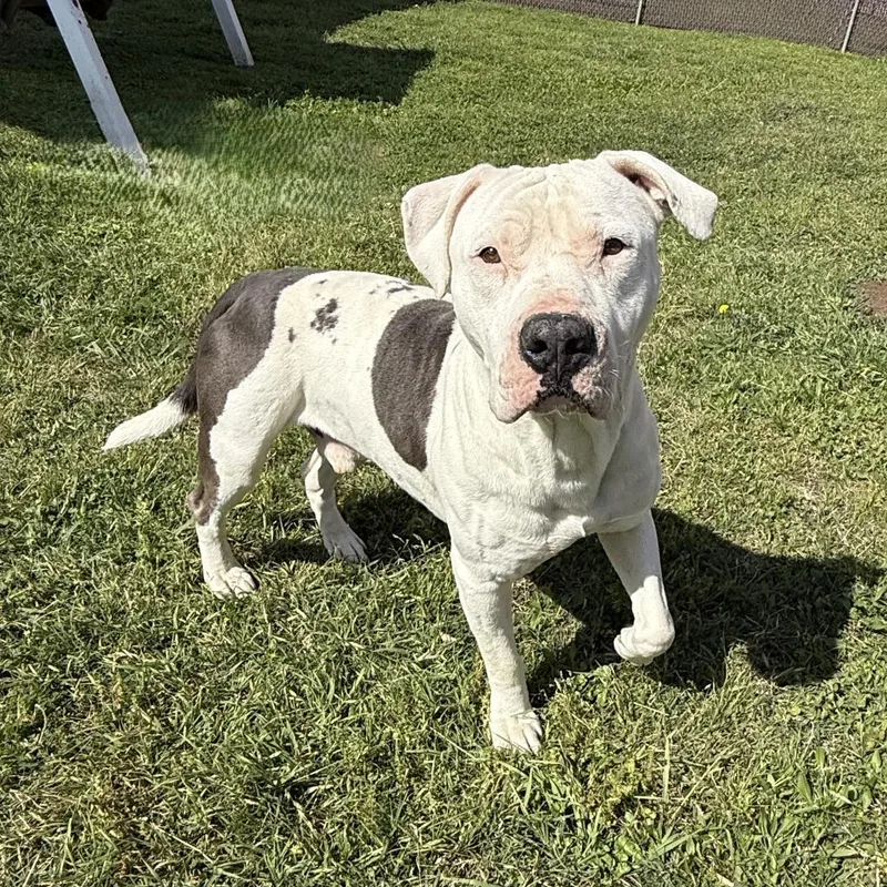 Bubba