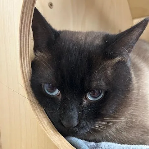 An adult small-sized male Brown / Chocolate Siamese cat named Zero for adoption in Kittanning, PA