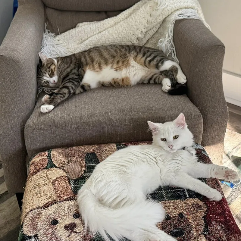 El & Choo Choo thumbnail 2