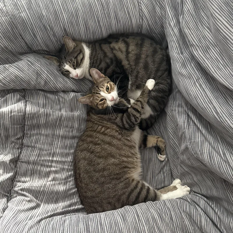 El & Choo Choo thumbnail 3