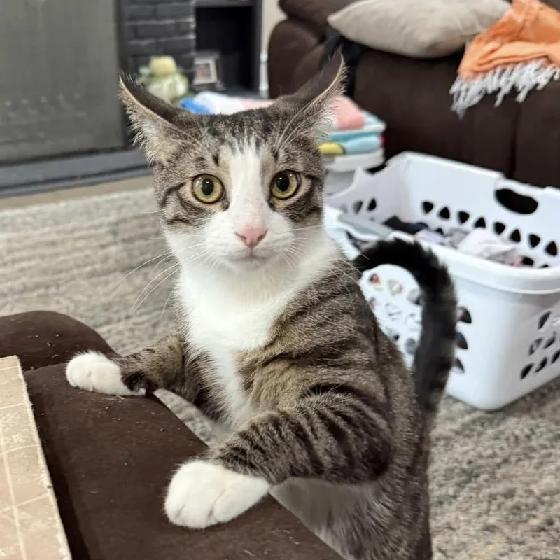 El & Choo Choo thumbnail 5