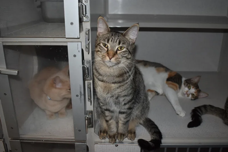 Honeynut thumbnail 2