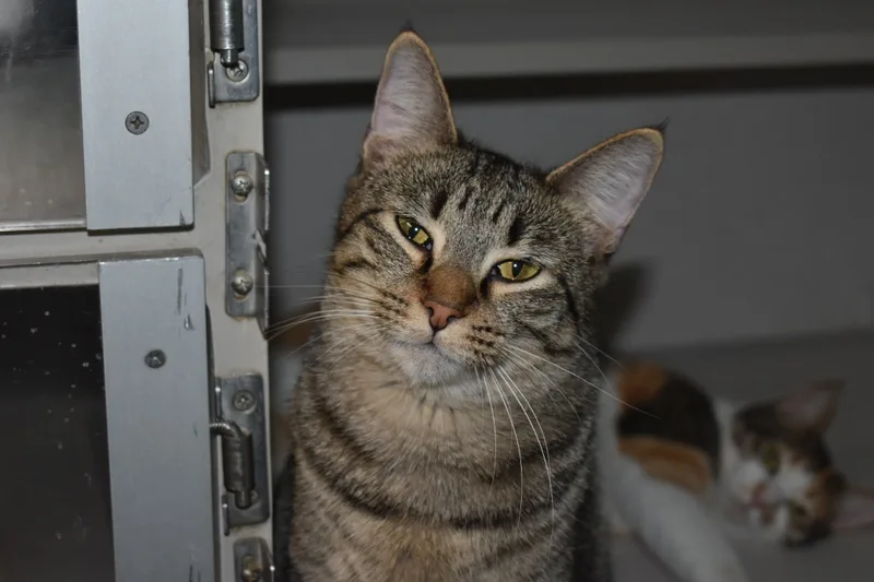 Honeynut thumbnail 3