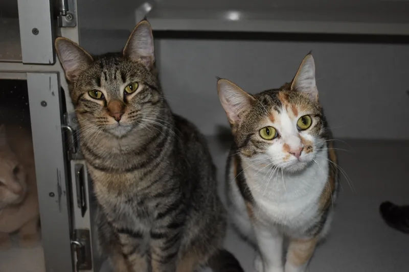 Honeynut thumbnail 4