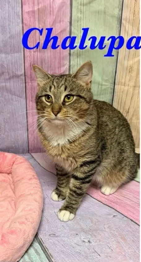 Chalupa