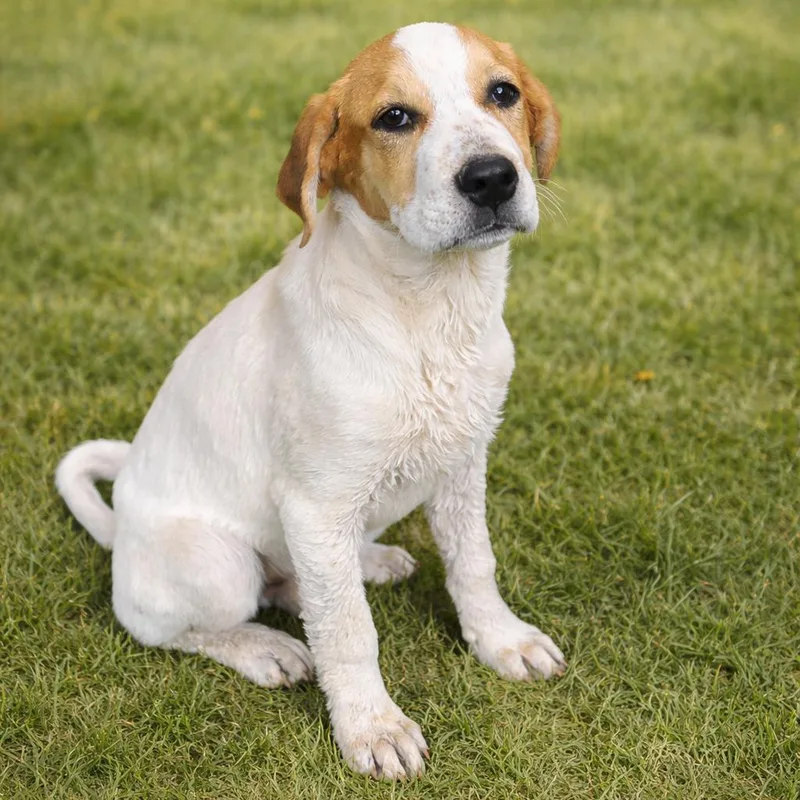 A baby medium-sized female White / Cream Pointer dog named Pollen for adoption in Austin, TX