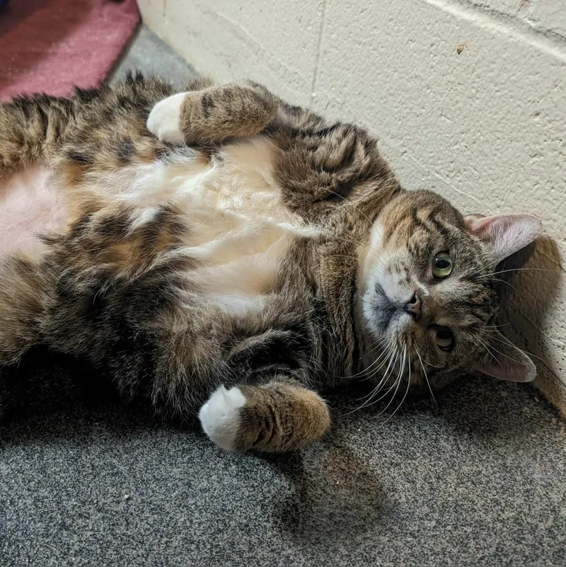 Princess thumbnail 4