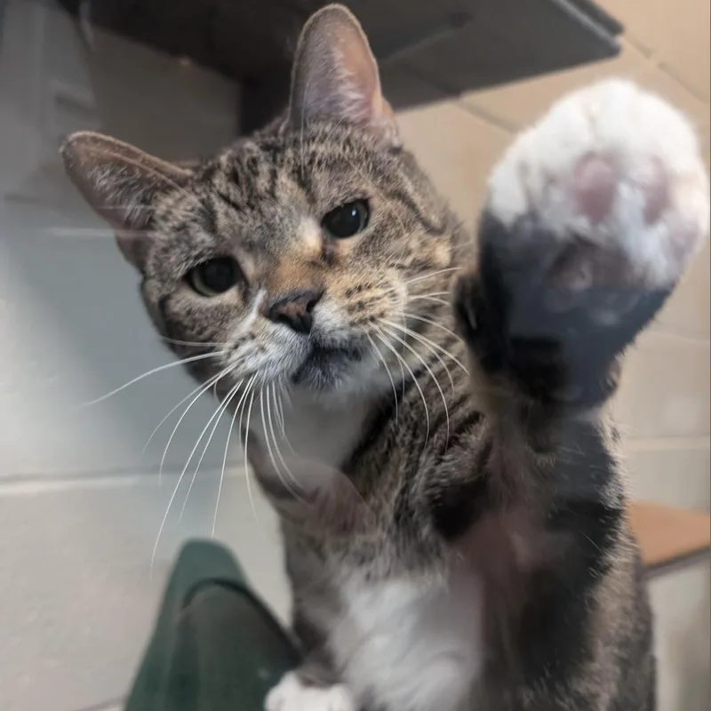 Princess thumbnail 5